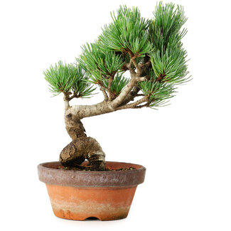 Pinus parviflora, 19 cm, ± 9 jaar oud