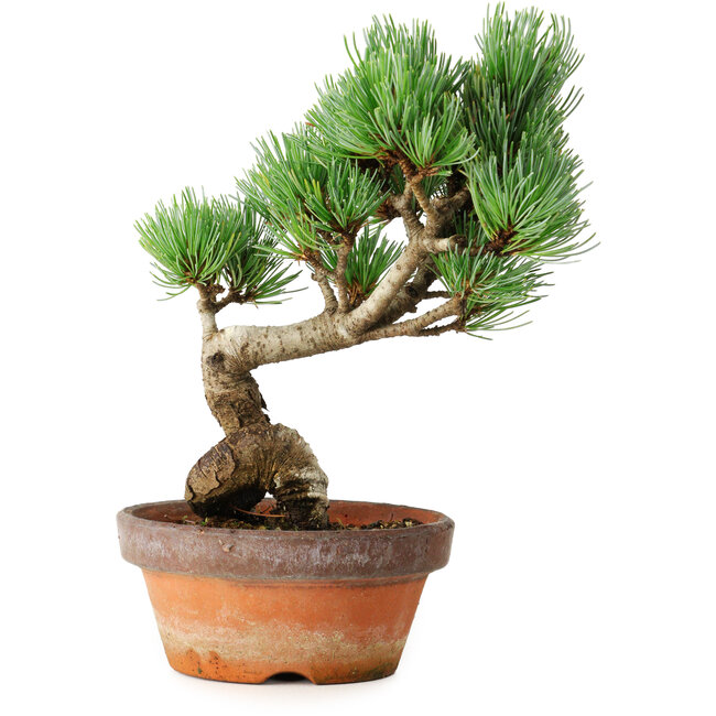 Pinus parviflora, 19 cm, ± 9 ans