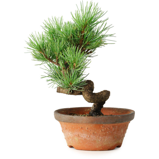 Pinus parviflora, 19 cm, ± 9 años