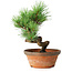 Pinus parviflora, 19 cm, ± 9 ans
