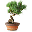 Pinus parviflora, 19 cm, ± 9 jaar oud