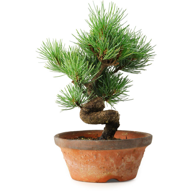 Pinus parviflora, 19 cm, ± 9 years old