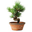 Pinus parviflora, 19 cm, ± 9 jaar oud