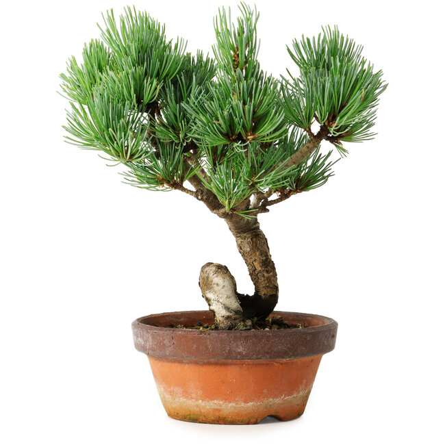 Pinus parviflora, 19 cm, ± 9 Jahre alt
