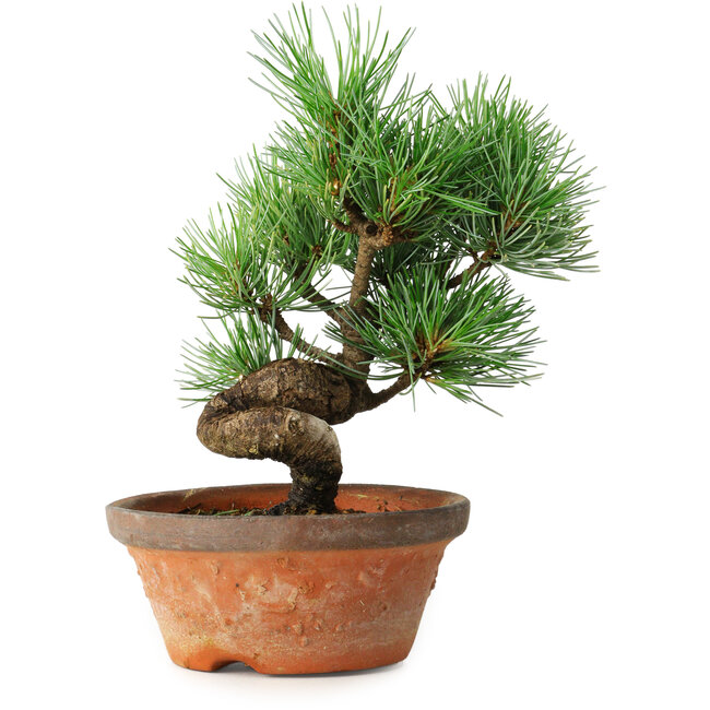Pinus parviflora, 19 cm, ± 9 años