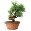 Pinus parviflora, 19 cm, ± 9 ans