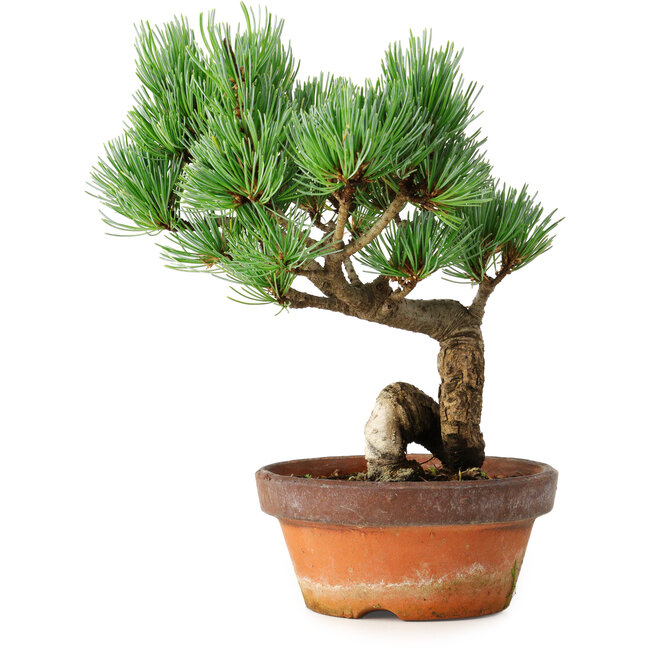 Pinus parviflora, 19 cm, ± 9 jaar oud