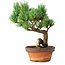 Pinus parviflora, 19 cm, ± 9 ans