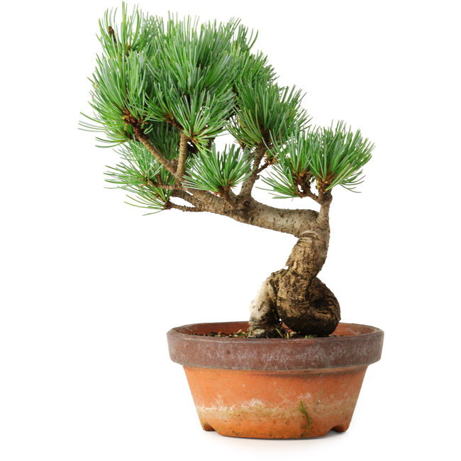 Pinus parviflora, 19 cm, ± 9 años