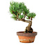 Pinus parviflora, 19 cm, ± 9 Jahre alt