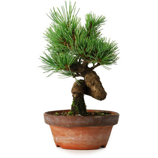 Pinus parviflora, 19 cm, ± 9 ans