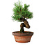 Pinus parviflora, 19 cm, ± 9 jaar oud