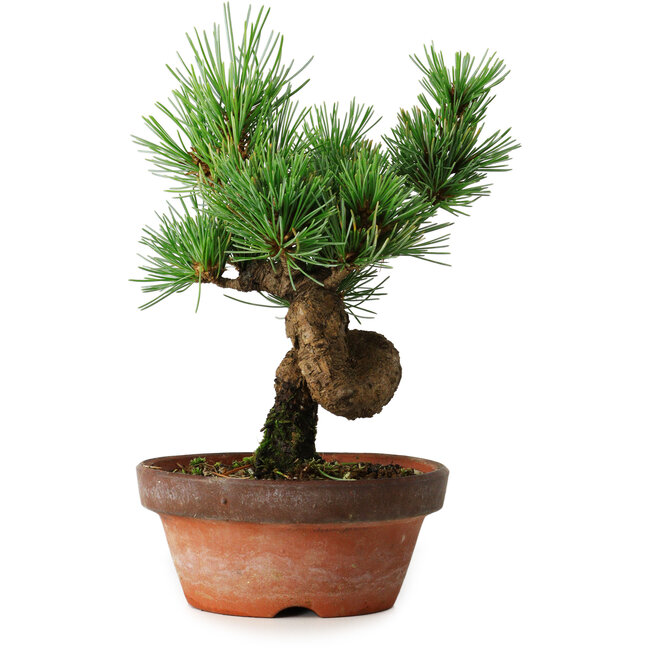 Pinus parviflora, 19 cm, ± 9 anni