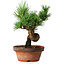 Pinus parviflora, 19 cm, ± 9 years old