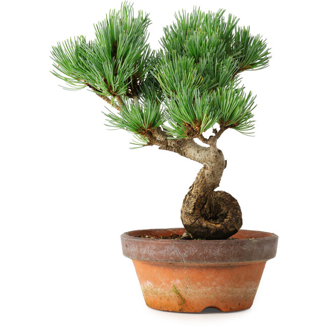 Pinus parviflora, 19 cm, ± 9 jaar oud