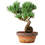 Pinus parviflora, 19 cm, ± 9 ans