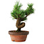 Pinus parviflora, 19 cm, ± 9 years old