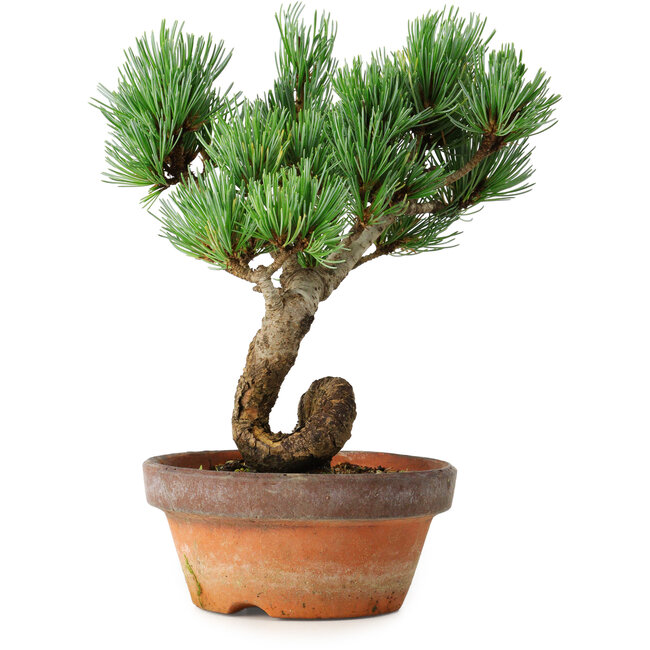 Pinus parviflora, 19 cm, ± 9 años