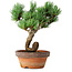 Pinus parviflora, 19 cm, ± 9 ans