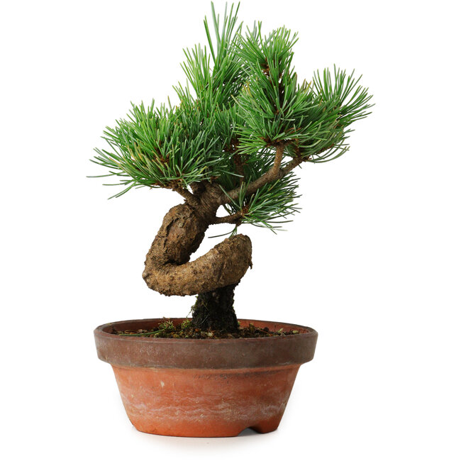 Pinus parviflora, 19 cm, ± 9 jaar oud