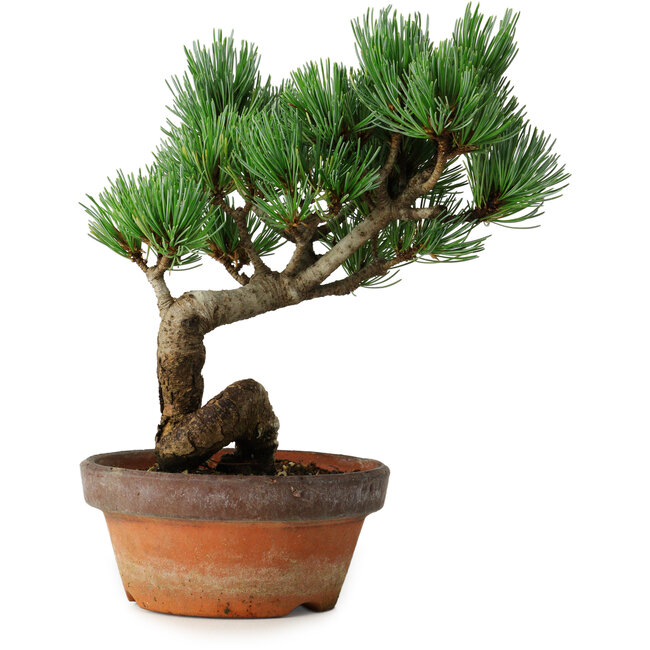 Pinus parviflora, 19 cm, ± 9 anni