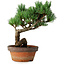 Pinus parviflora, 19 cm, ± 9 jaar oud