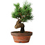 Pinus parviflora, 19 cm, ± 9 jaar oud