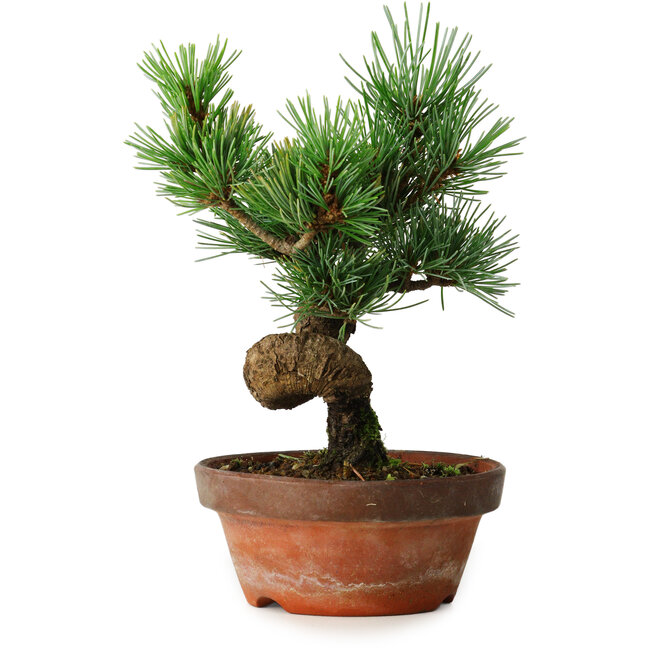 Pinus parviflora, 19 cm, ± 9 jaar oud