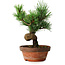 Pinus parviflora, 19 cm, ± 9 Jahre alt
