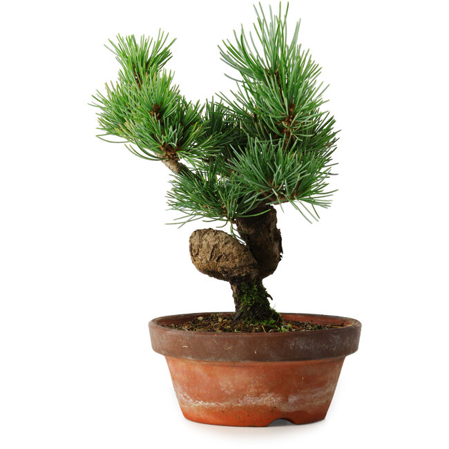 Pinus parviflora, 19 cm, ± 9 jaar oud