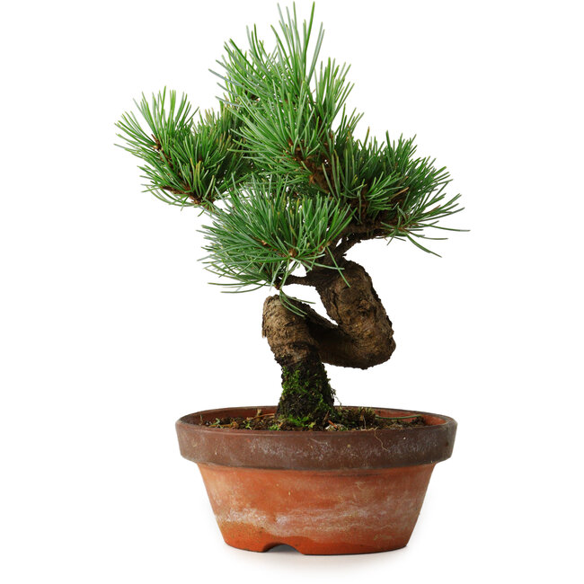 Pinus parviflora, 19 cm, ± 9 años