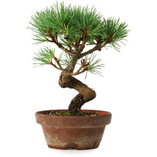 Pinus parviflora, 19 cm, ± 9 años