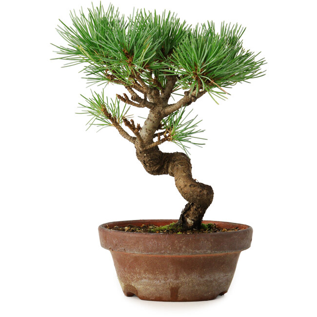 Pinus parviflora, 19 cm, ± 9 jaar oud