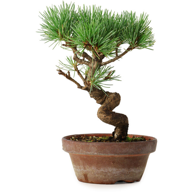 Pinus parviflora, 19 cm, ± 9 jaar oud