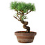 Pinus parviflora, 19 cm, ± 9 years old