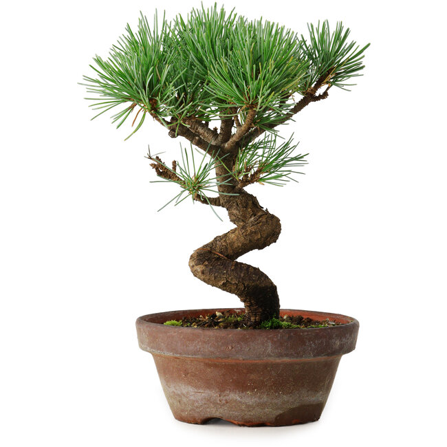Pinus parviflora, 19 cm, ± 9 años