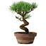 Pinus parviflora, 19 cm, ± 9 jaar oud