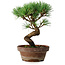 Pinus parviflora, 19 cm, ± 9 ans