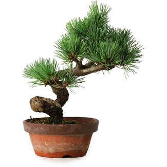 Pinus parviflora, 19 cm, ± 9 ans