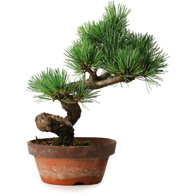 Pinus parviflora, 19 cm, ± 9 anni
