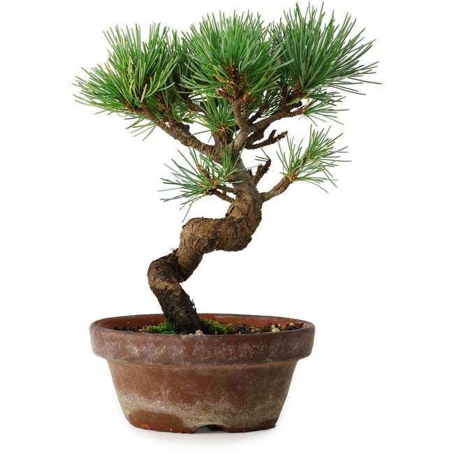 Pinus parviflora, 19 cm, ± 9 anni
