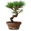 Pinus parviflora, 19 cm, ± 9 anni