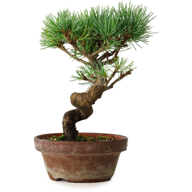 Pinus parviflora, 19 cm, ± 9 anni