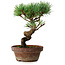 Pinus parviflora, 19 cm, ± 9 ans