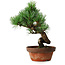 Pinus parviflora, 19 cm, ± 9 anni
