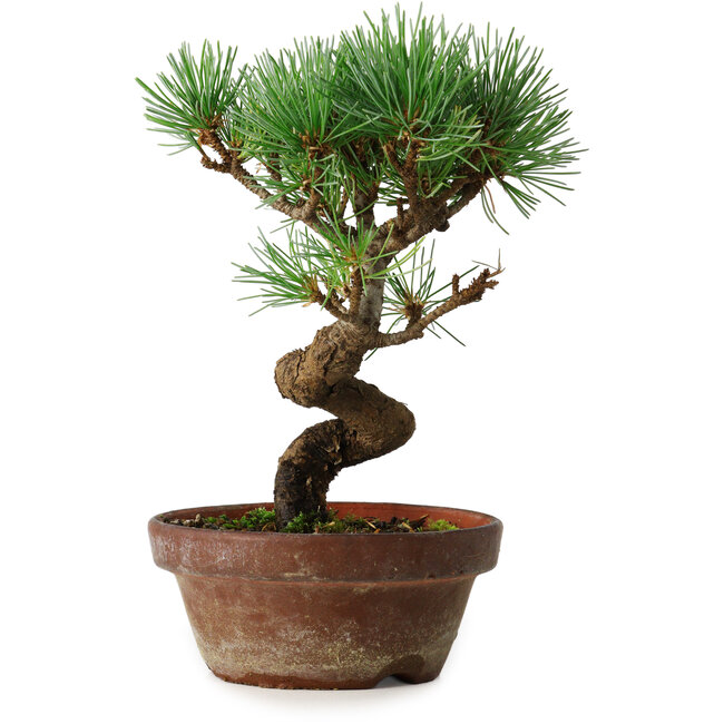 Pinus parviflora, 19 cm, ± 9 jaar oud