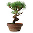 Pinus parviflora, 19 cm, ± 9 jaar oud