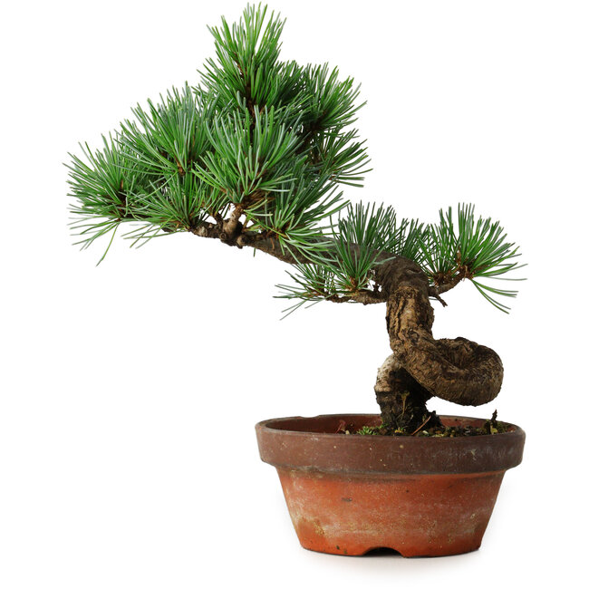 Pinus parviflora, 19 cm, ± 9 years old