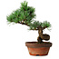 Pinus parviflora, 19 cm, ± 9 Jahre alt