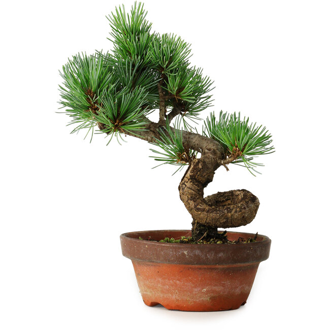 Pinus parviflora, 19 cm, ± 9 years old